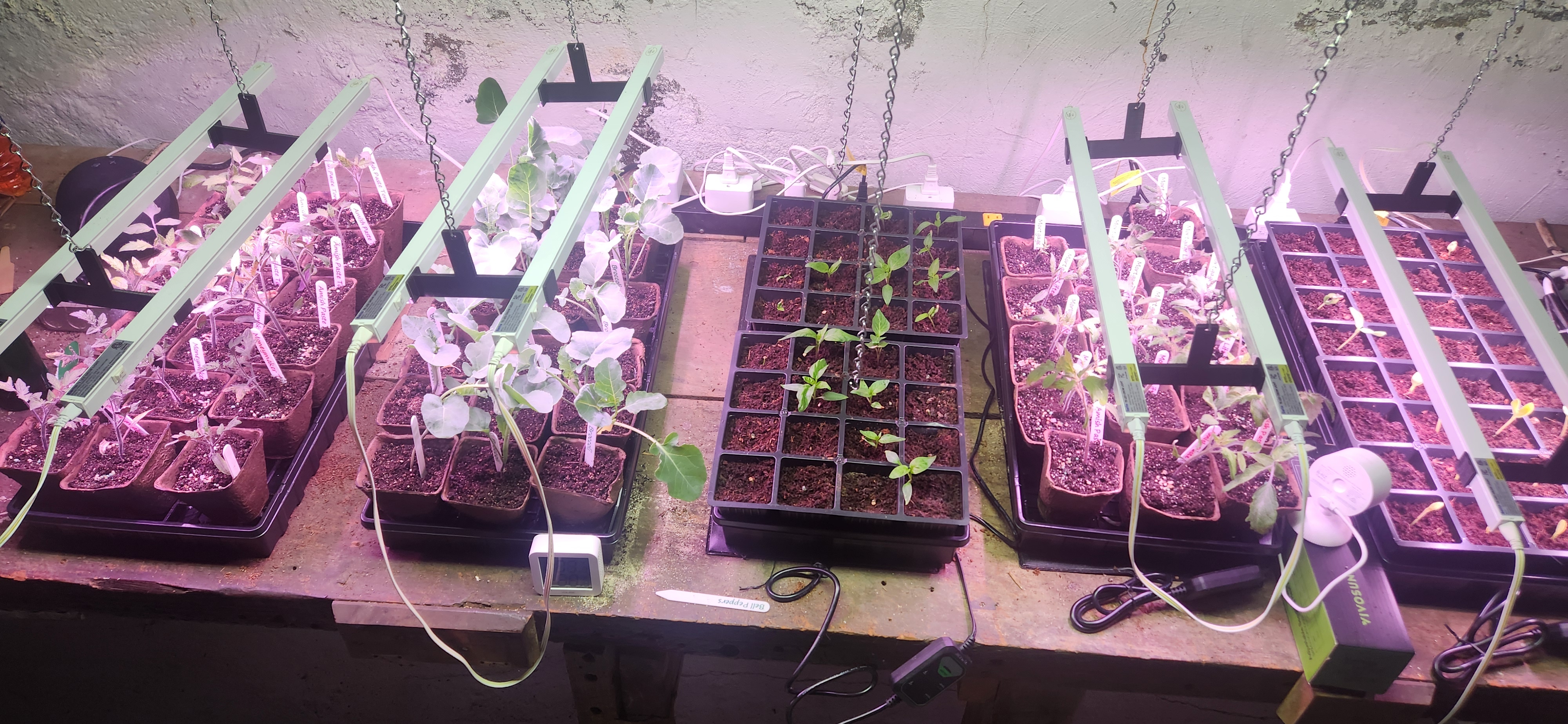 garden starts
