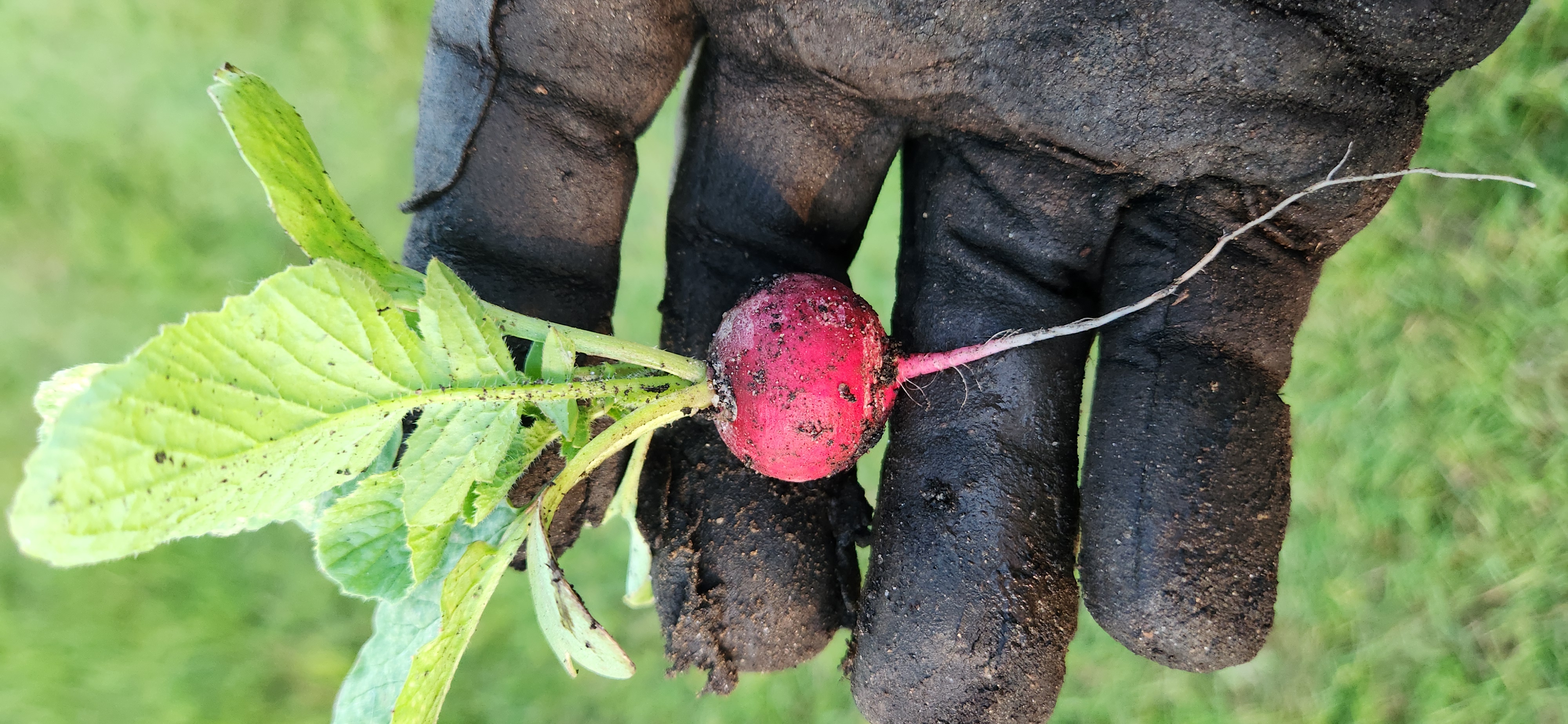 radish