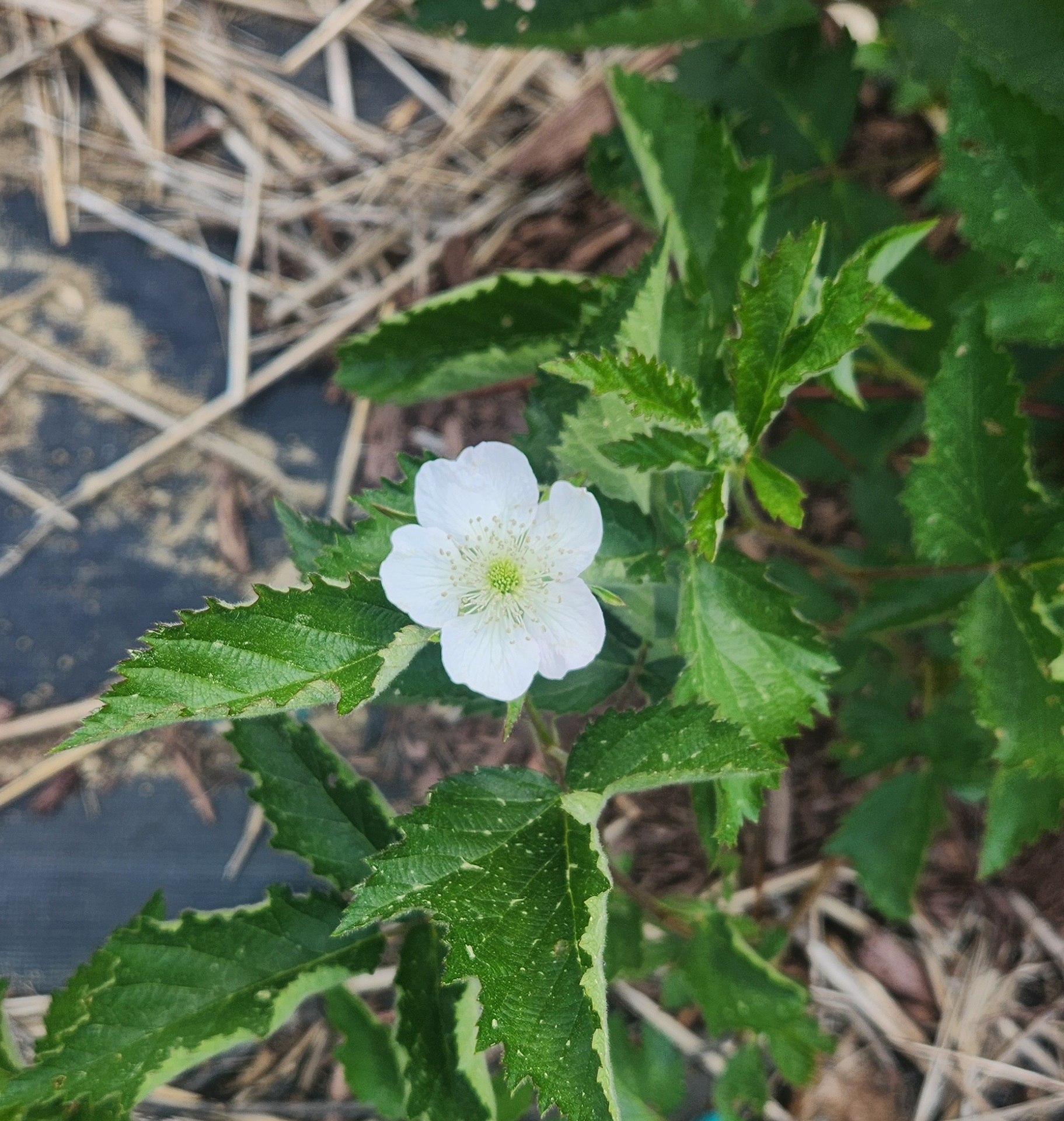 blackberry flower