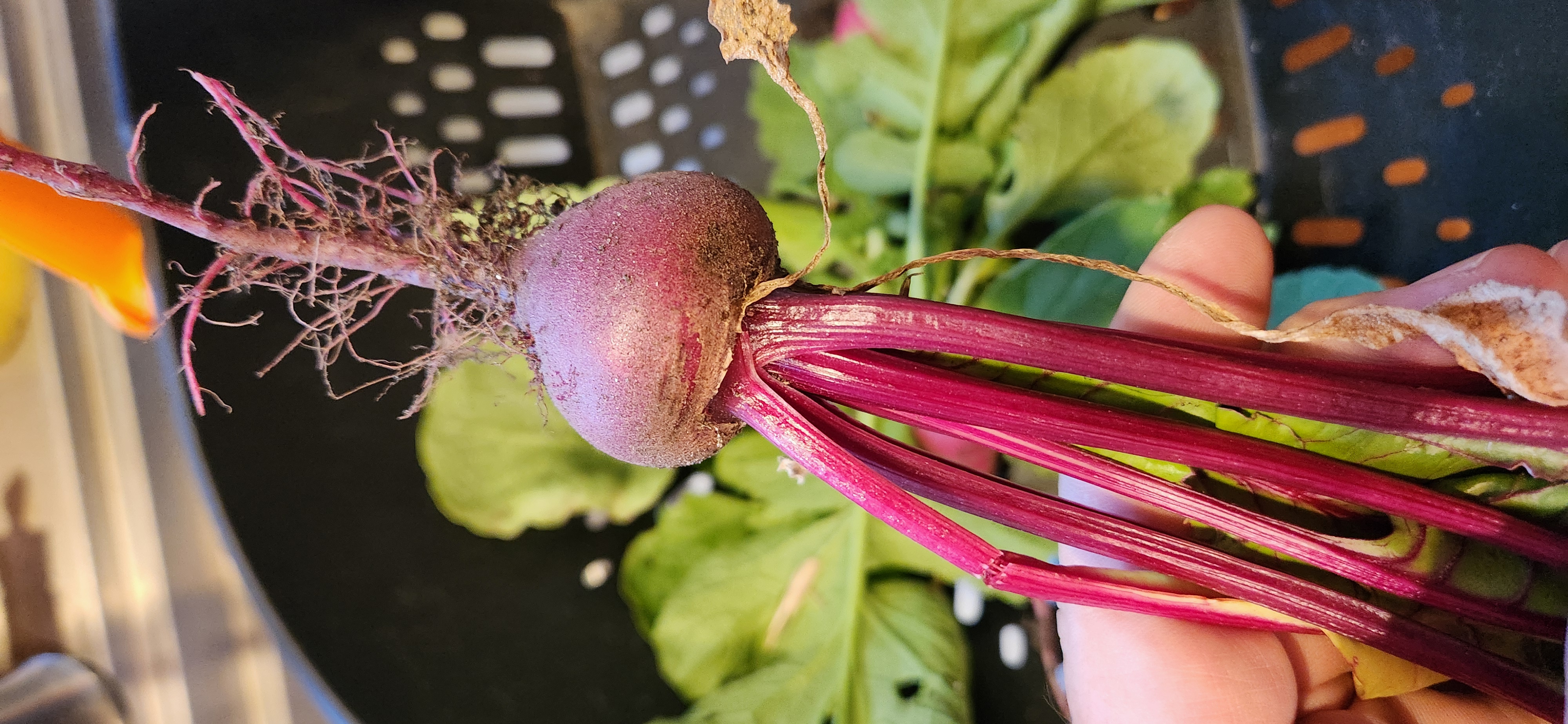 beet