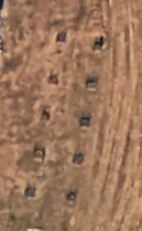 Orchard satellite view